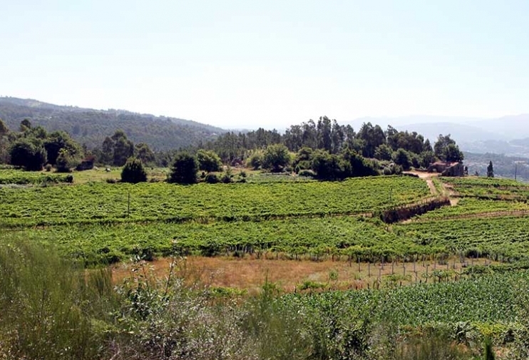 Notas Frutales de Albariño